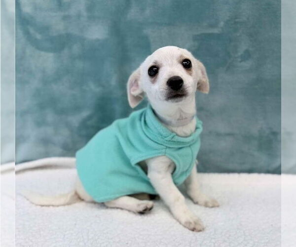 Medium Photo #1 Chihuahua-Unknown Mix Puppy For Sale in Lakewood, CO, USA