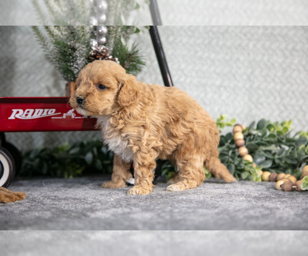 Medium Photo #10 Goldendoodle (Miniature) Puppy For Sale in WOLCOTTVILLE, IN, USA