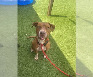 POSEY - Female Mutt Dog for Adoption - Photo #2
