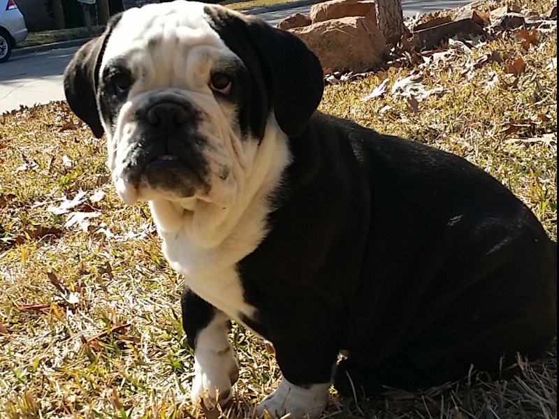 Medium Photo #1 Bulldog Puppy For Sale in ROCKWALL, TX, USA