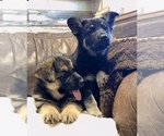 Small Photo #15 German Shepherd Dog Puppy For Sale in BRIGHTON, CO, USA