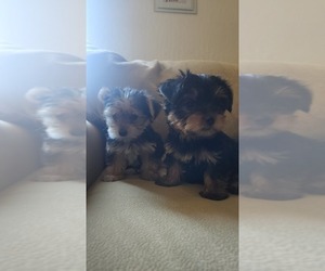 Yorkshire Terrier Puppy for Sale in PITTSBURG, California USA