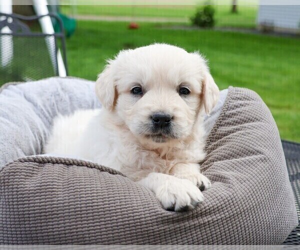 Medium Photo #7 Golden Retriever Puppy For Sale in SYRACUSE, IN, USA