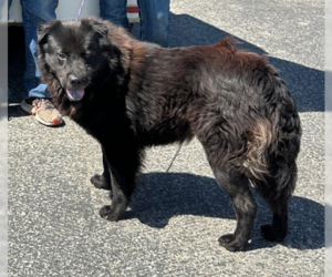 Chow Chow-Unknown Mix Dogs for adoption in Ventura, CA, USA