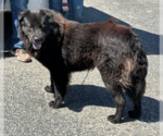 Antony - Male Chow Chow-Unknown Mix Dog for Adoption - Small photo
