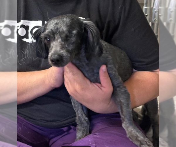 Medium Photo #2 Poodle (Miniature)-Unknown Mix Puppy For Sale in Cranston, RI, USA