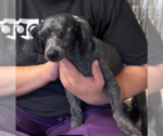 Small Photo #2 Poodle (Miniature)-Unknown Mix Puppy For Sale in Cranston, RI, USA