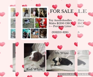 Aussiedoodle Miniature -Poodle (Toy) Mix Puppy for sale in CLAREMORE, OK, USA