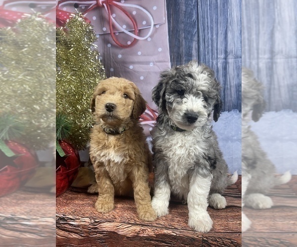 Medium Photo #37 Aussiedoodle Puppy For Sale in COMMERCE, MI, USA