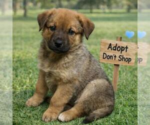Labrador Retriever-Unknown Mix Dogs for adoption in San Diego, CA, USA