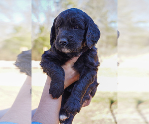 English Cream Golden Retriever-Poodle (Standard) Mix Puppy for sale in INMAN, SC, USA