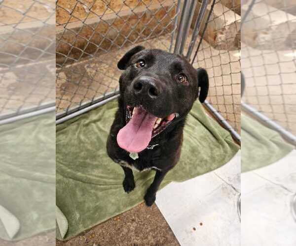 Medium Photo #3 Labrador Retriever-Unknown Mix Puppy For Sale in Calgary, Alberta, Canada