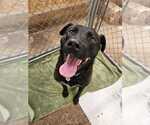 Small #2 Labrador Retriever Mix