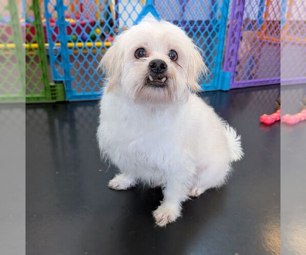 Medium Photo #2 Mutt Puppy For Sale in Vail, AZ, USA