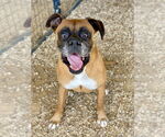 Small #1 Boxer