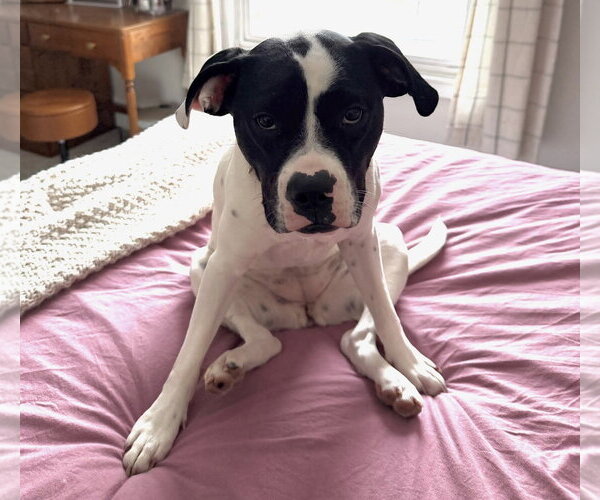 Medium Photo #5 Lab-Pointer Puppy For Sale in Princeton, MN, USA