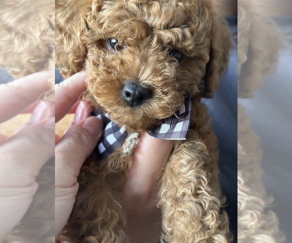 Medium Photo #3 Poodle (Toy) Puppy For Sale in NORTH HILLS, CA, USA