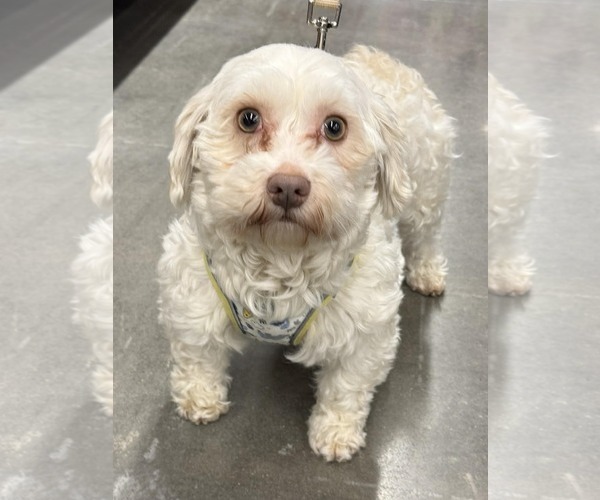 Medium Photo #1 Havanese Puppy For Sale in Lee's Summit, MO, USA