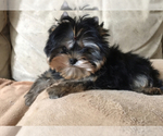 Small Photo #3 Yorkshire Terrier Puppy For Sale in ROANOKE, VA, USA