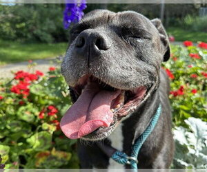 Mutt Dogs for adoption in Anchorage, AK, USA