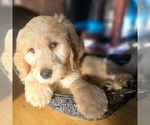 Small Photo #3 Goldendoodle Puppy For Sale in KIMBALL, MN, USA
