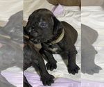 Small Photo #98 Boerboel Puppy For Sale in LAS CRUCES, NM, USA