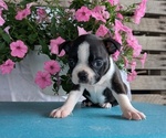 Small #3 Boston Terrier
