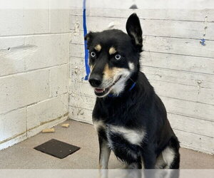 Gerberian Shepsky Dogs for adoption in San Bernardino, CA, USA