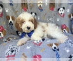 Small #4 Cavapoo