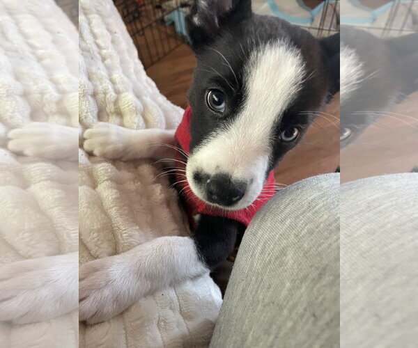 Medium Photo #1 Mutt Puppy For Sale in Sandy, UT, USA
