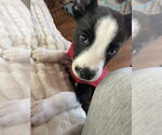 Ghost Stories - Male Mutt Dog for Adoption - Small photo