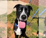 Small #1 American Pit Bull Terrier-Siberian Husky Mix