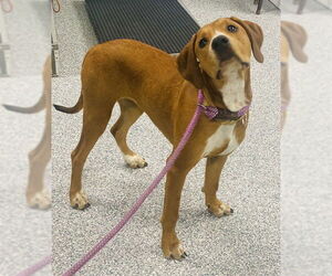 English Coonhound Dogs for adoption in Westminster, MD, USA