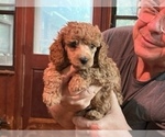 Small Photo #3 Poodle (Miniature) Puppy For Sale in NEWNAN, GA, USA