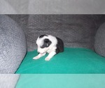 Small Photo #13 Border Collie Puppy For Sale in AIKEN, SC, USA