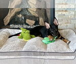 Small #9 German Shepherd Dog