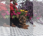 Small #2 Yorkshire Terrier