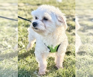 Father of the Morkie puppies born on 03/17/2026