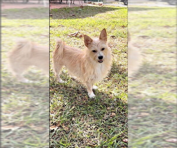Medium Photo #10 Mutt Puppy For Sale in Weston, FL, USA