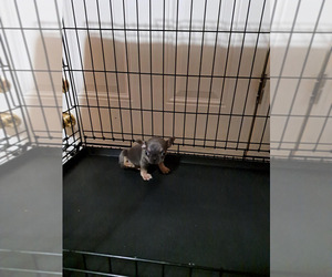 French Bulldog Puppy for sale in LOS ANGELES, CA, USA