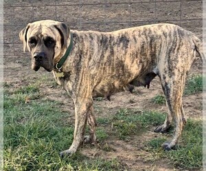 Mother of the English Mastweiler puppies born on 06/17/2025