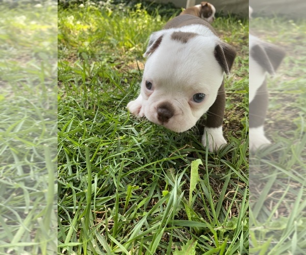 Medium Photo #6 Boston Terrier Puppy For Sale in FREDONIA, KS, USA