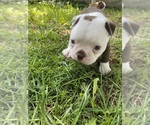 Small #5 Boston Terrier