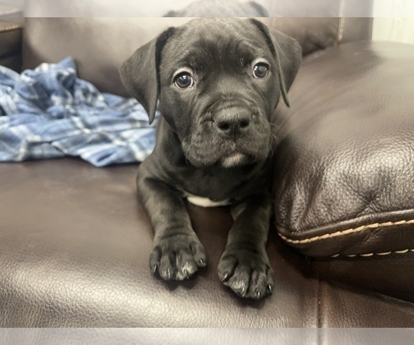 Medium Photo #26 American Bully Puppy For Sale in REESEVILLE, WI, USA