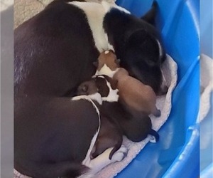 Basenji Litter for sale in HOCKESSIN, DE, USA