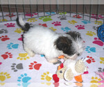 Small Photo #13 Shih Tzu Puppy For Sale in ORO VALLEY, AZ, USA