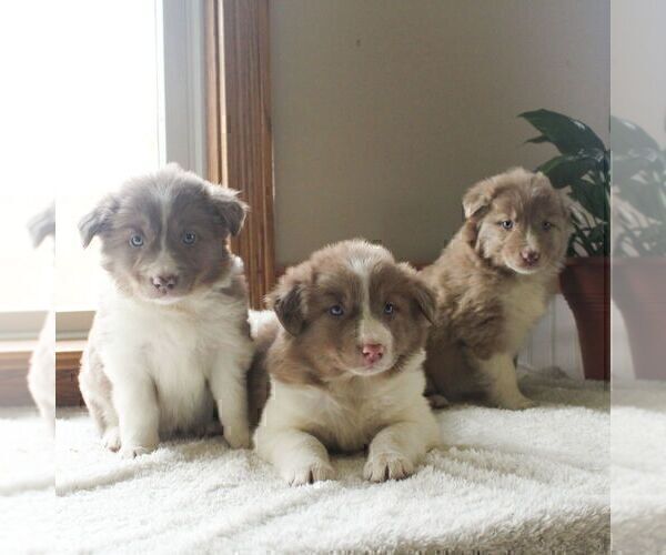 Medium Photo #2 Border Collie Puppy For Sale in MANHEIM, PA, USA