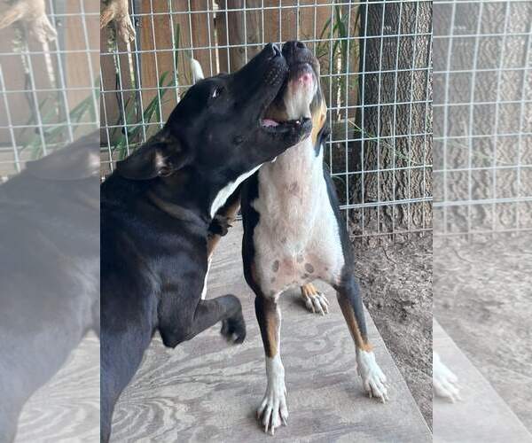 Medium Photo #4 Mutt Puppy For Sale in Shillington, PA, USA