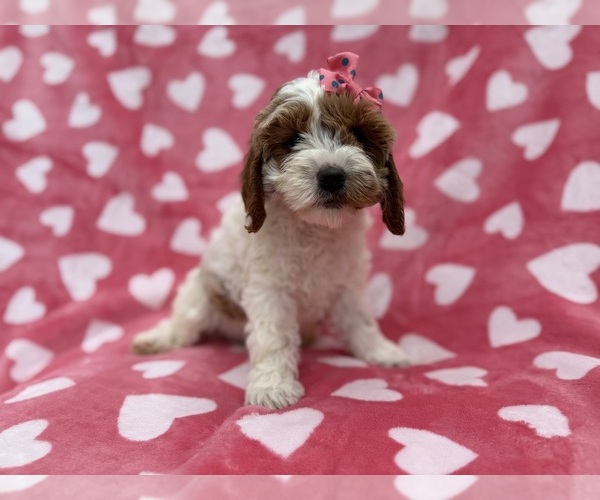 Medium Photo #1 Cock-A-Poo Puppy For Sale in LAKELAND, FL, USA