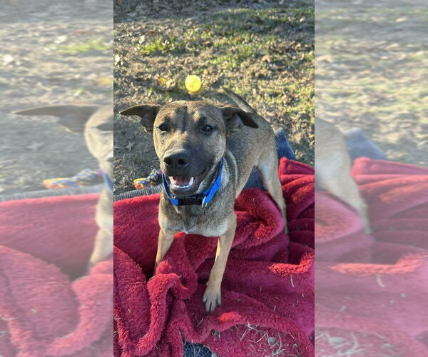 Medium Photo #1 Mountain Cur-Unknown Mix Puppy For Sale in Boston, MA, USA